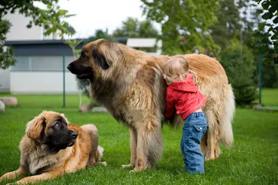 Фото леонбергера в действии: игривые и ласковые собаки