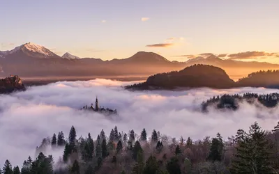 Фотографии лесной жизни: качественные изображения в HD