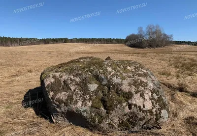 Фотографии леса и реки, которые рассказывают свою историю