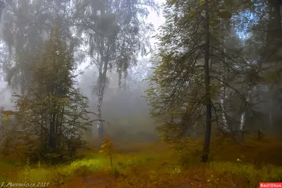 Живописный лес, расцветающий после дождя - прекрасные фотографии