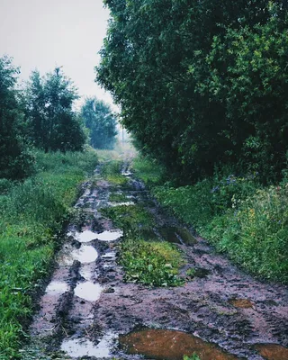 Фотка величественного леса после дождя