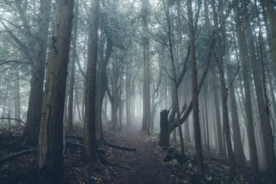 4K-фото Леса самоубийц в Японии