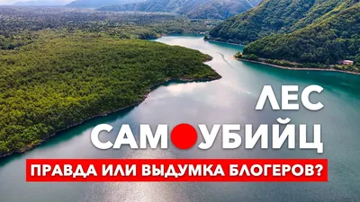 Фотография жуткого леса самоубийц Японии