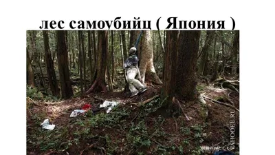 Откройте для себя самые красивые уголки Леса самоубийц на фото