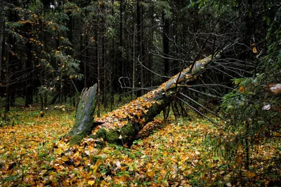 Лес в сентябре  фото