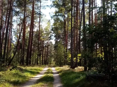 Фоны леса в сентябре: изображения в высоком разрешении, доступные для скачивания