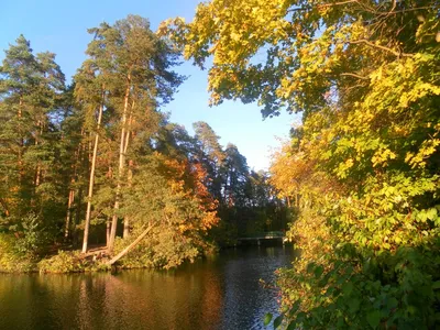 Красивые фото леса в сентябре: картинки в HD качестве, бесплатное скачивание