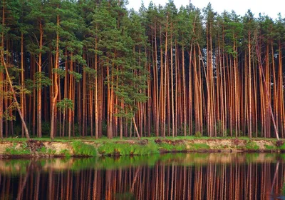 Живописные пейзажи осеннего леса в сентябре