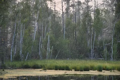 Фото леса в сентябре: красивые рисунки для вдохновения