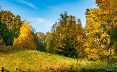 Красивые картинки леса в сентябре на рабочий стол