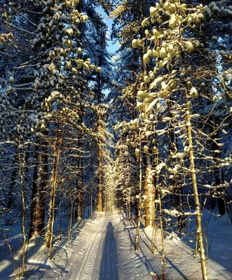 [61+] Лес вертикальное фото