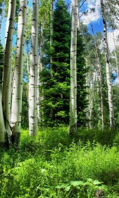 Зеленый лабиринт: фотографии леса вертикальное, которые запутают вас