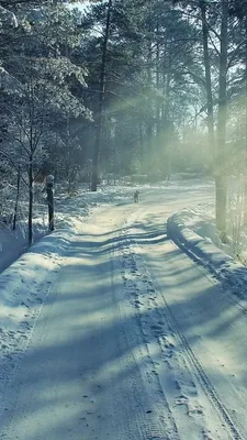 Лесной арт в HD качестве