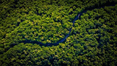 HD фото лесов Амазонки для скачивания