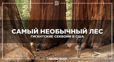 Фотографии леса гигантских секвой: скачать бесплатно в формате JPG