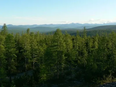 Фото загадочных лесов Якутии