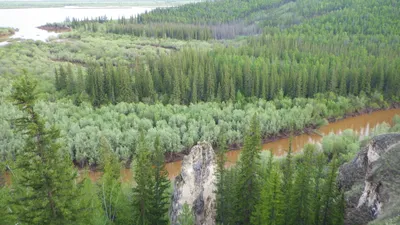 Загляните в чарующую глубину лесов Якутии через фото