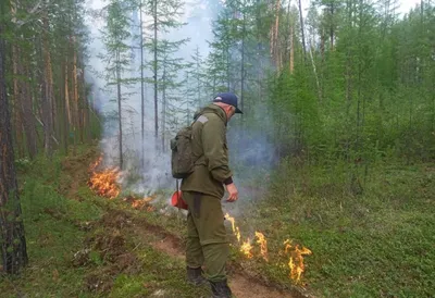 Фотографии дикой природы лесов Якутии