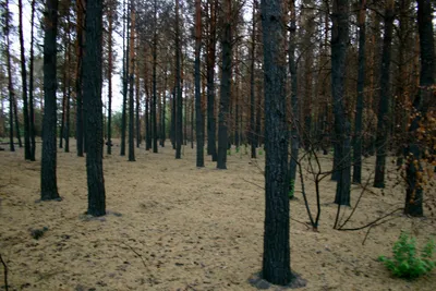 Загляните в сердце Якутских лесов через фотообъектив