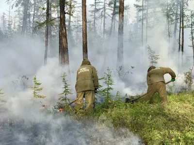 Фотографии якутских лесов в стиле HD