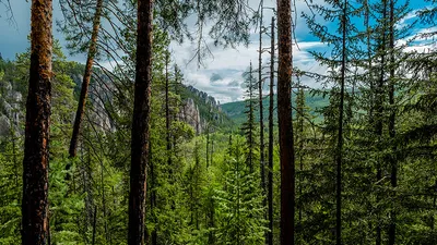 Фото лесов Якутии для использования в дизайне