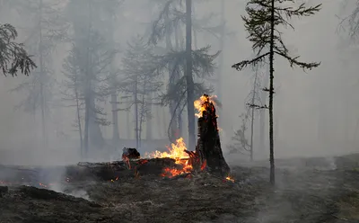 Скачать бесплатно изображения лесов Якутии в разных форматах