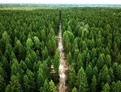 Фото лесов Якутии - выберите размер и формат (JPG, PNG, WebP)