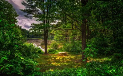 Леса летом: красивейшие фото в HD качестве! (JPG, PNG, WebP)