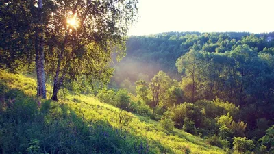 Природа летнего леса: новые обои в 4K разрешении