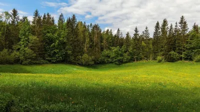 Лесные пейзажи: бесплатная загрузка красивых изображений