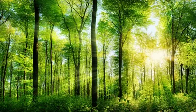 Лесная симфония: прекрасные фотографии летнего леса