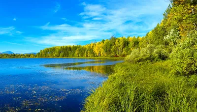 Фотки с лесом в лучшем качестве