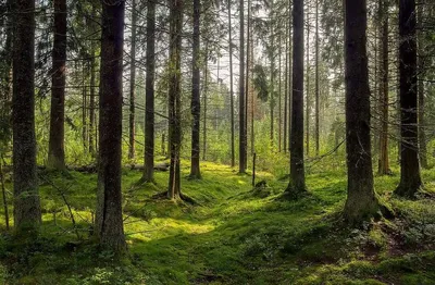 Красивые фотографии леса в естественном окружении.