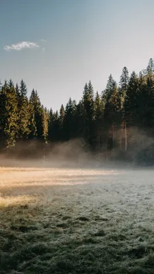 Путешествие сквозь лес: увлекательное приключение на фотографиях