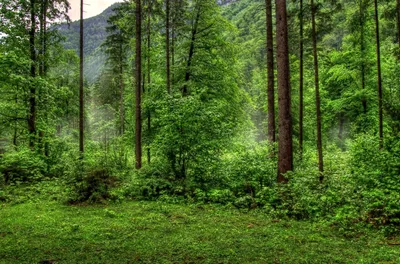 Фотографии лесной природы на вашу заставку: выберите размер и формат изображения (JPG, PNG, WebP)