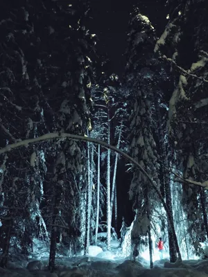 Зимние ночи в лесу: разнообразие фотографий для загрузки