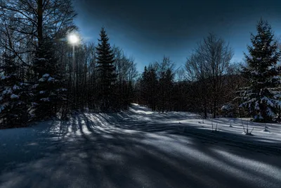 Великолепие зимнего леса: фотографии в различных форматах