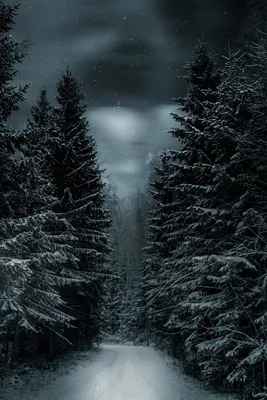Лесные картины ночью зимой: выбирайте размер и формат