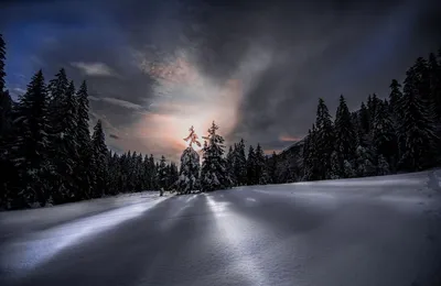 Зимние ночи в лесу: фотографии в высоком разрешении