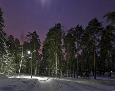 Леса ночью зимой фотографии