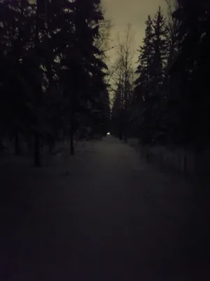 Фотографии лесов ночью зимой: выберите JPG, PNG или WebP
