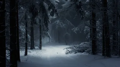 Зимний лес в объективе: изображения в различных форматах