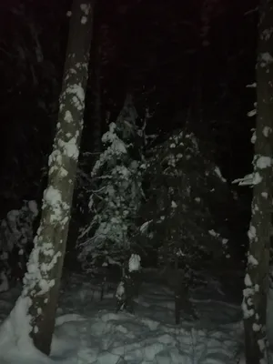 Леса ночью зимой: выбирайте формат и наслаждайтесь красотой