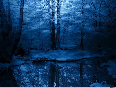 Зимний лес на вашем экране: размер и формат по вашему выбору