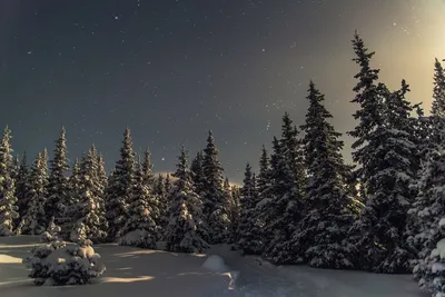 Зимние ночи в лесной глуши: выберите размер изображения