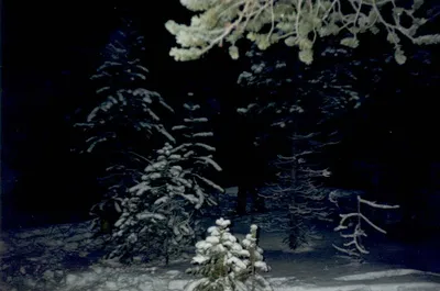 Зимние ночи в природе: выбирайте JPG, PNG или WebP