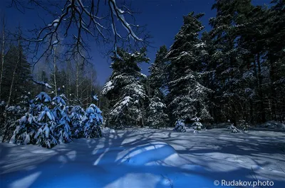 Лесные картины зимней ночи: фото в различных форматах
