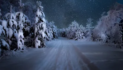 Зимний лес во всей своей красе: изображения для скачивания