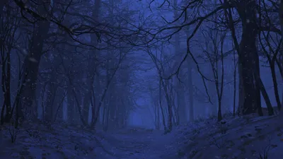 Зимний лес во всей красе: фотографии на любой вкус