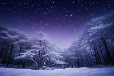 Зимние ночи в лесу: выбирайте JPG, PNG или WebP для скачивания